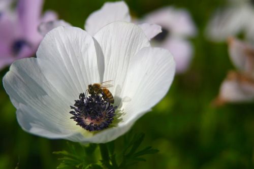anemone white white flower