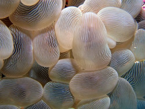 anemone macro underwater
