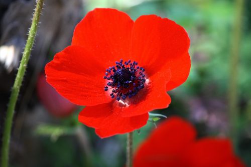 anemone flower red