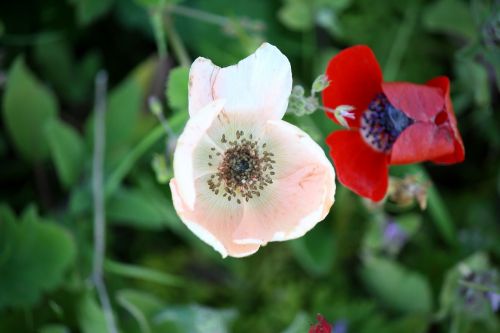 anemone flower blossom