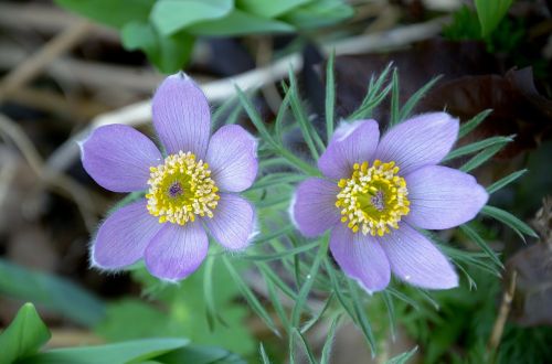 anemone flower garden