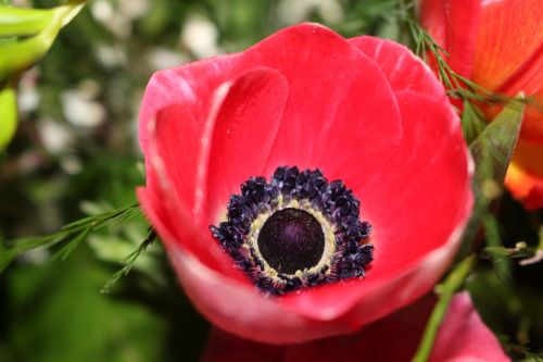 anemone flower frühlingsanemone