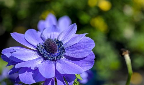 anemone flower spring