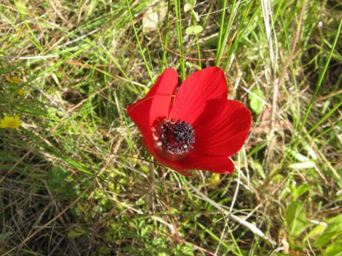 anemone flower bloom