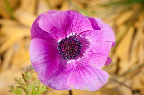 anemone flower blossom