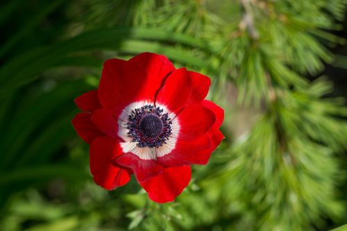 anemone red red anemone