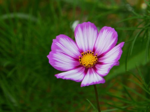 cosmea cosmos flower meadow