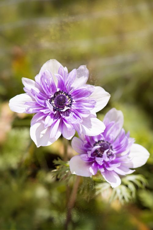 anemone purple-white bi color