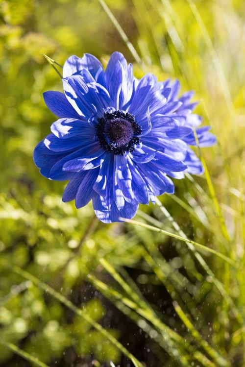 anemone blue blue anemone