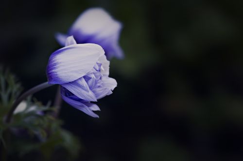 anemone blue white blossom