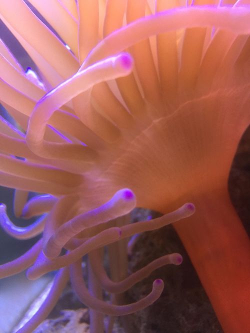 anemone fish saltwater