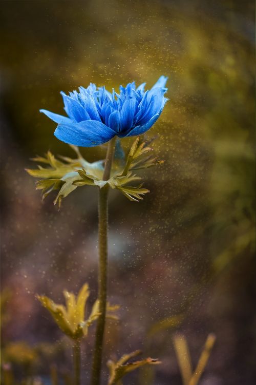 anemone blue blue anemone