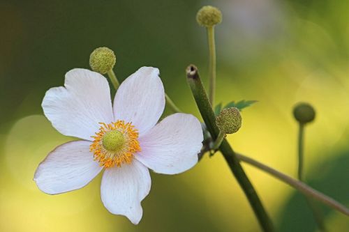 anemone fall anemone blossom