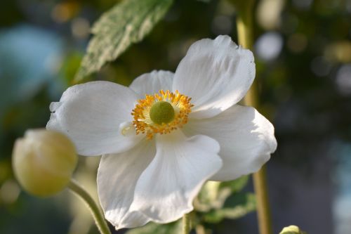 anemone nature blossom