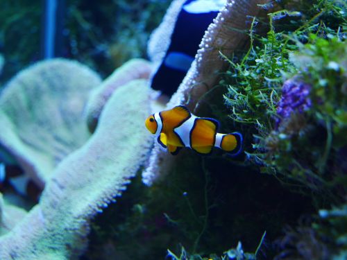 nemo finding nemo clownfish