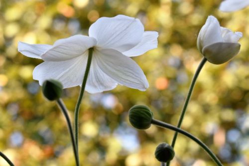 anemone white blossom