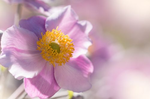 anemone fall anemone flower garden