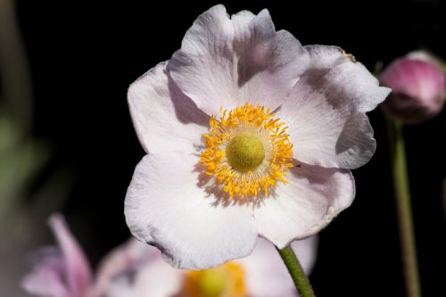 anemone japan anemone ranunculaceae