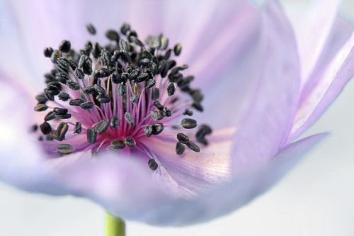 anemone flower blossom