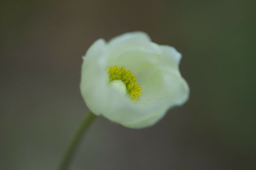 anemone flower bloom