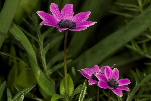 anemone wildflowers flowers