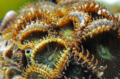 anemone seawater sea water