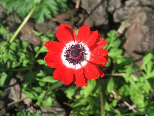 anemone bulb flower