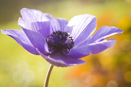 anemone spring flower