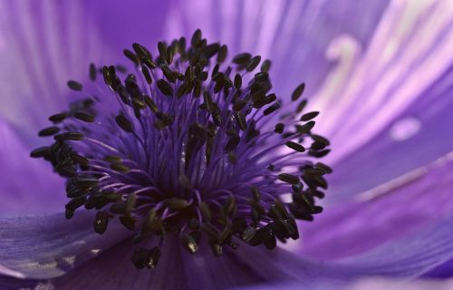 anemone purple flower