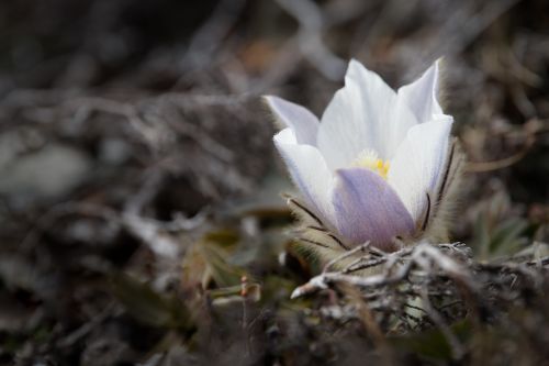 anemone flower blossom
