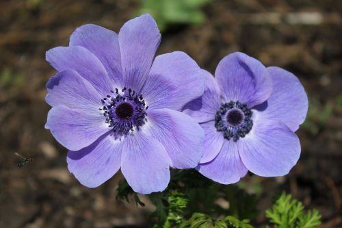 anemone flower blue