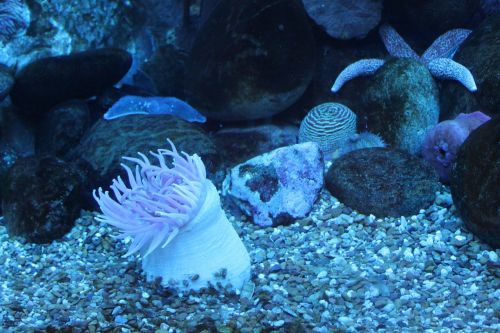 anemone sea sea animal