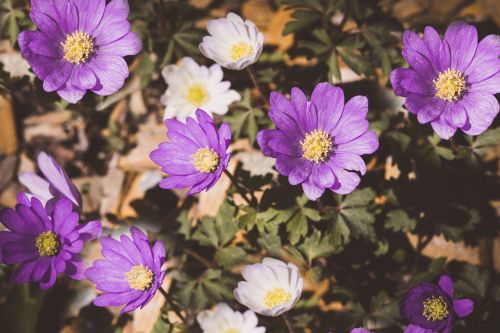 anemone flowers blossom