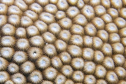 anemone diving zanzibar