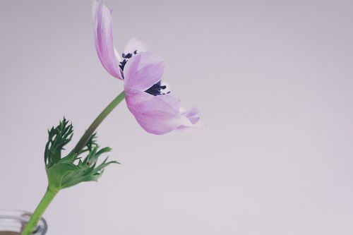 anemone flowers blossom