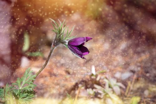 anemone flower blossom