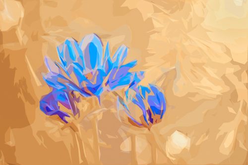 anemone flowers spring flowers