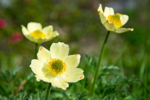 anemone flower blossom