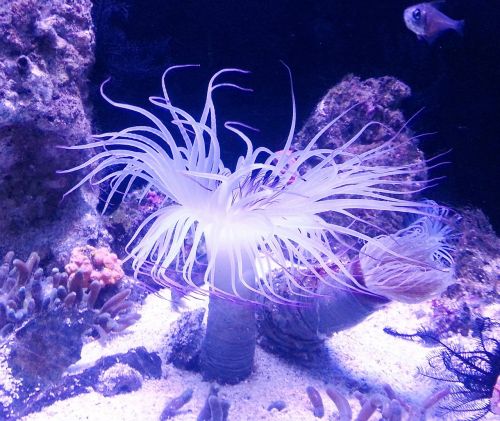 anemone sea water