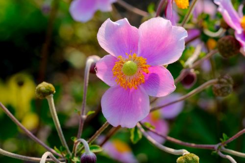 anemone blossom bloom