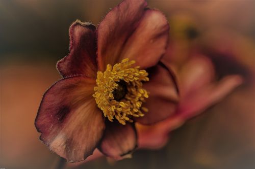 anemone blossom bloom