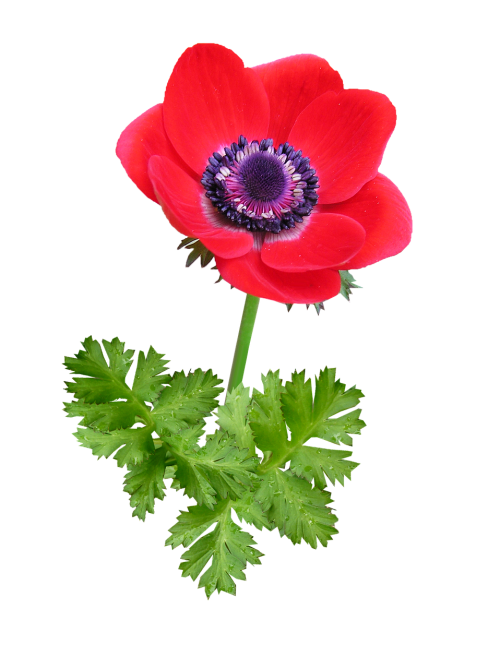 anemone bloom red