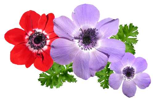 anemone mixed flowers