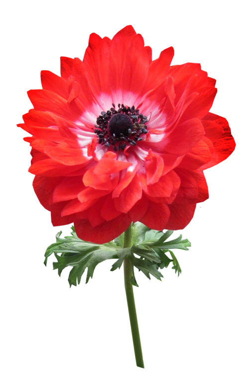 anemone red double flower