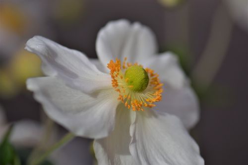 anemone blossom bloom