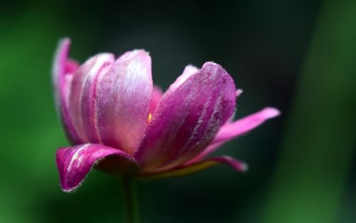 anemone blossom bloom