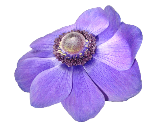 anemone flower violet