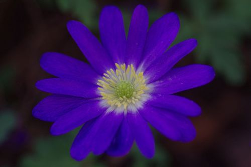 anemone blossom bloom