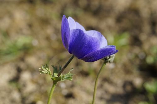 anemone flower blossom