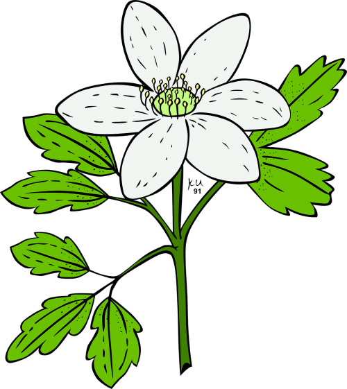 anemone plant flower